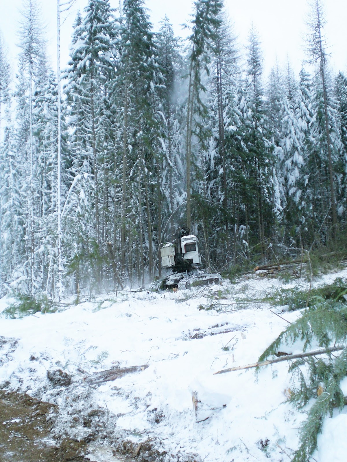 Roman Logging Inc
