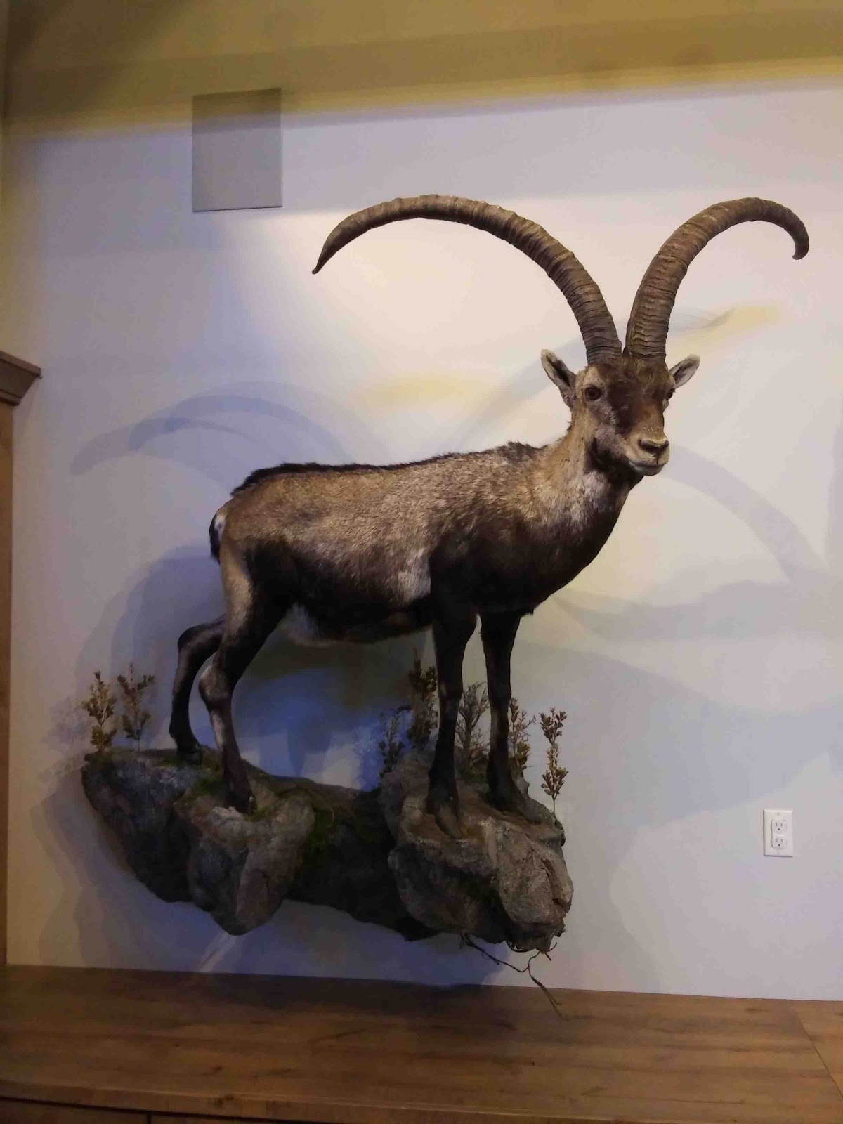 Wildlife Creations Taxidermy