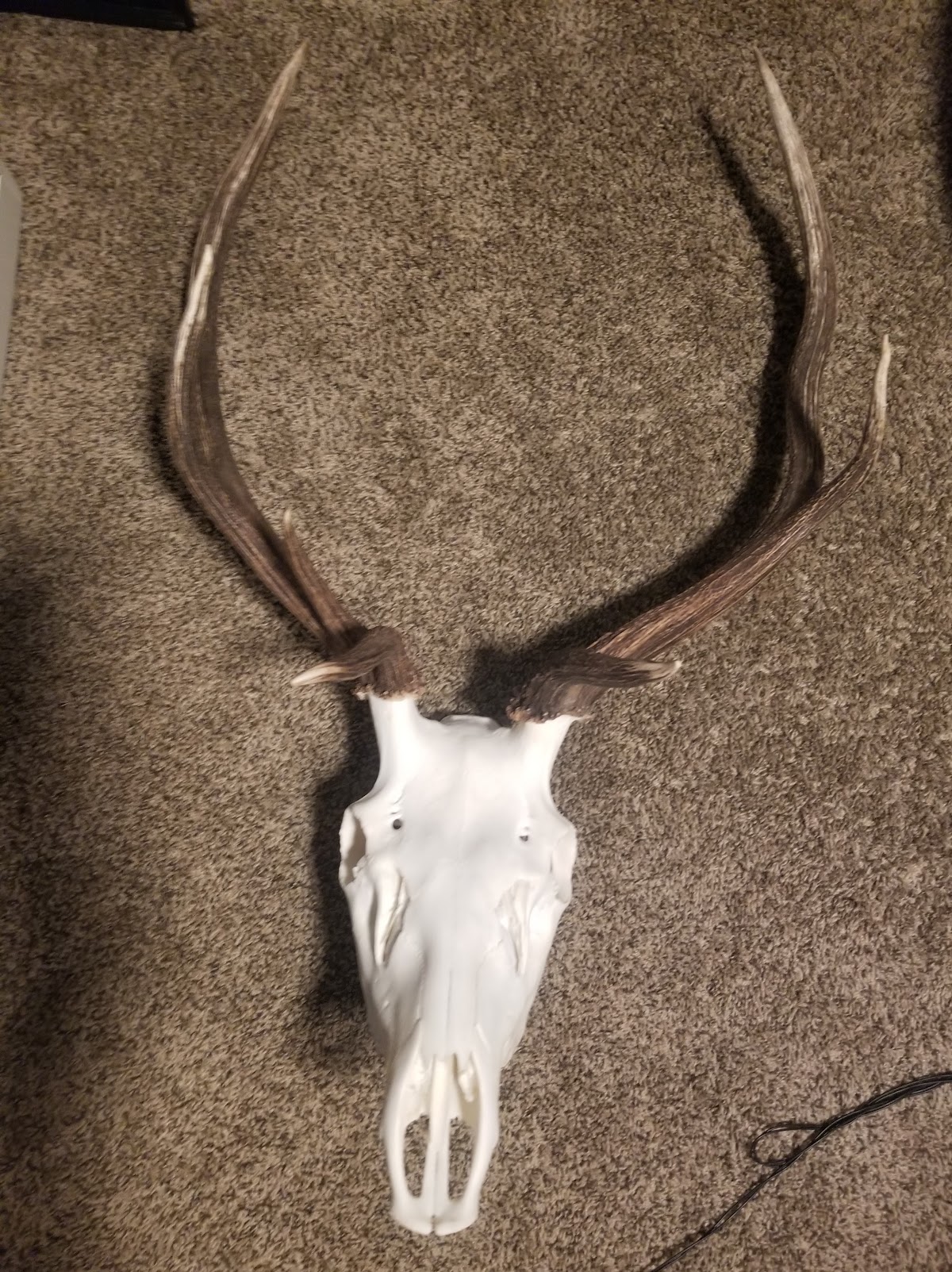 Wildlife Creations Taxidermy